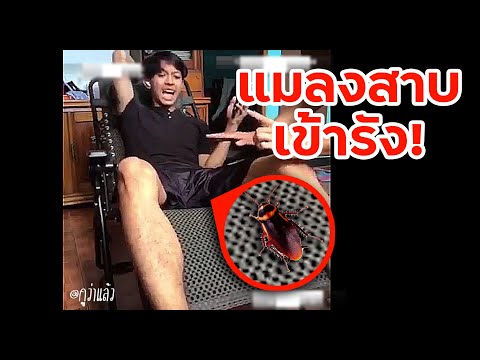 แมลงสาบ-เข้ารัง! แมลงสาบ-เข้ารัง!
