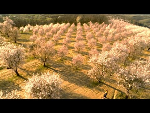 A rare Czech almond grove blooms early after an unusually warm winter