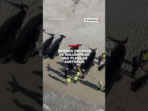 Mueren decenas de ballenas en una playa de Australia