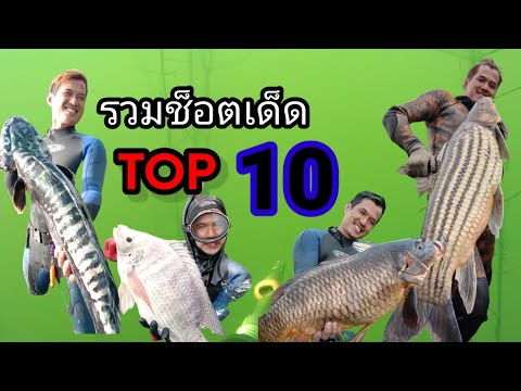 10ช็อตยิงปลามีแต่ใหญ่ๆ 10ช็อตยิงปลามีแต่ใหญ่ๆ
