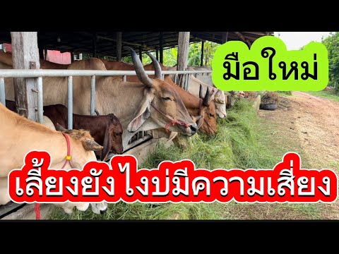 ลุงวิมลให้หญ้าวัวแนะนำเกษตรกรม