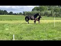 Dressuurpaard Mooi groot donkerbruin KWPN hengstveulen uit goede stam!
