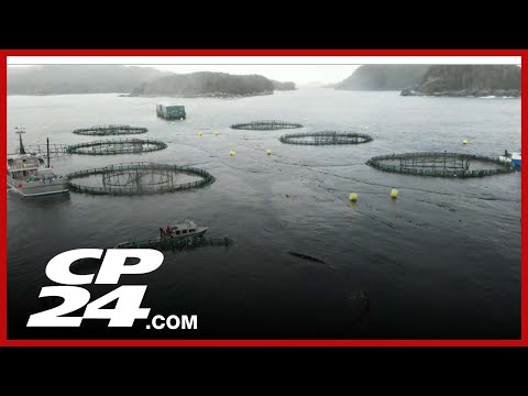 Salmon farming in B.C. raising ethical questions