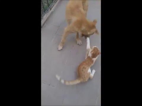 dogs and cats