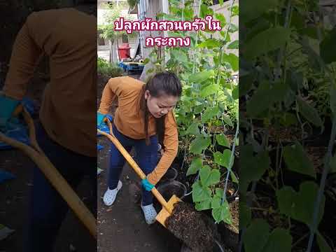 ปลูกผักสวนครัวในกระถางjidapag