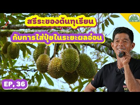 EP.36-สรีระของต้นทุเรียนกับการ EP.36-สรีระของต้นทุเรียนกับการ
