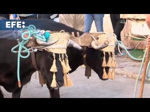 Las fiestas de los toros ensogaos de San Marcos baten récord con 212 reses