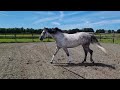 Show jumping horse Ono van Orshof D'17 - Lenig springpaard