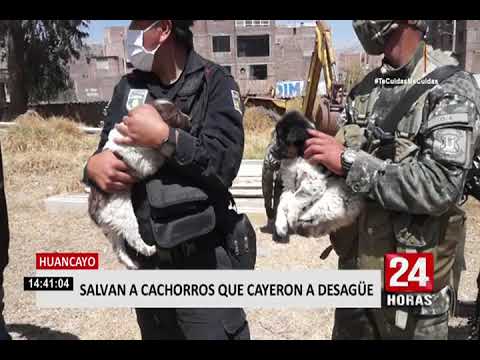 Huancayo: Perritos que cayeron a buzón de desagüe fueron rescatados por serenazgos