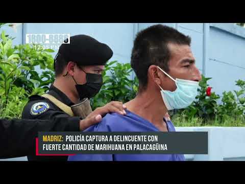 Incautan más de 45 libras de marihuana en el departamento de Madriz - Nicaragua
