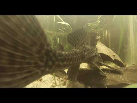 Acuario  con el Pleco y la locha