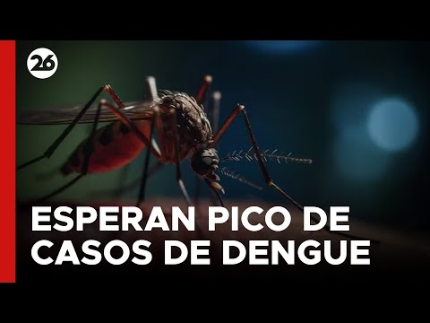ARGENTINA | Córdoba espera pico de casos de dengue para Semana Santa