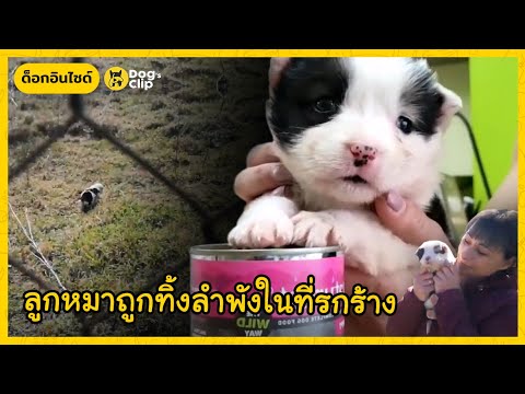 ลูกหมาถูกโยนทิ้งลำพังในที่รกร้ ลูกหมาถูกโยนทิ้งลำพังในที่รกร้