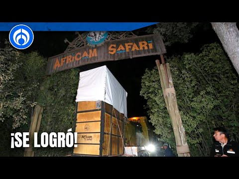 Jirafa Benito llega sano y salvo a Africam Safari