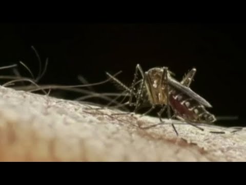 Aumenta dengue en Latinoamérica  - Teleantioquia Noticias