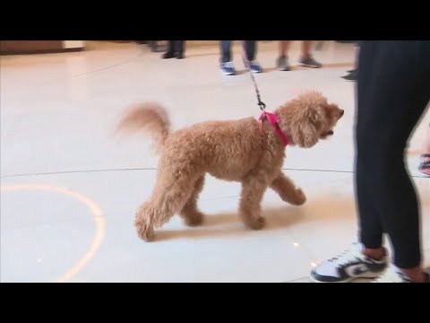 Families and their pets looking to escape Hurricane Milton head to South Florida