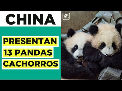 China presenta 13 pandas cachorros: Especie salió de categoría de peligro de extinción