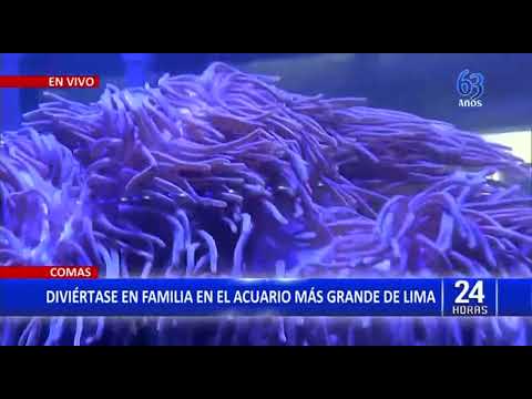 24Horas VIVO Diversión en familia en el acuario más grande del Perú