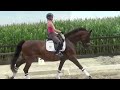 Cheval de CSO Fijn te rijden chique sportpaard