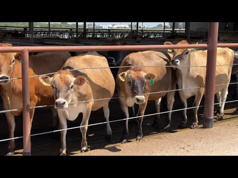 Dairy farms reduce climate impact with methane digesters, but communities worry about expansion