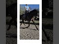 Dressage horse Powerboy Toto JR. x Sandreo talentvolle 4 jarige ruin