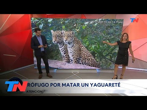 FORMOSA I Mató a un yaguareté, en peligro de extinción, lo festejó en sus redes y está prófugo.
