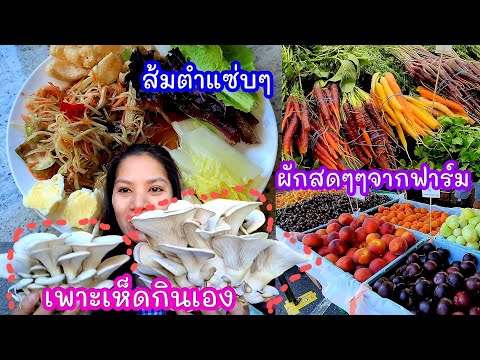 เพาะเห็ดกินเอง-สดๆ-ปลอดภัย-/-เ เพาะเห็ดกินเอง-สดๆ-ปลอดภัย-/-เ