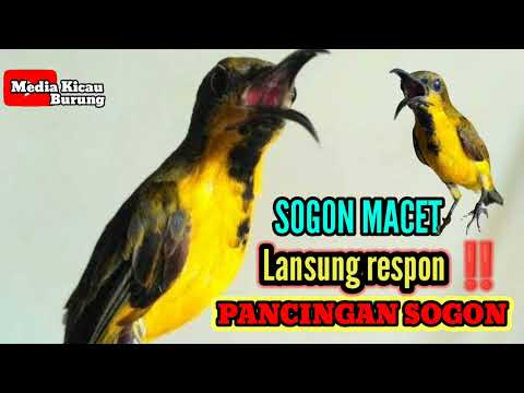 Pancingan sogon 5 menit langsung ngleper burung anda silahkan coba sendiri