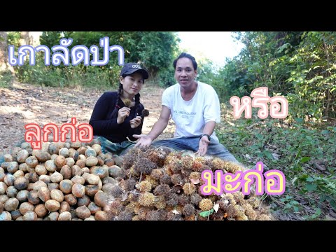 เก็บมะก่อ-หรือ-เกาลัดป่าตาม-ธร เก็บมะก่อ-หรือ-เกาลัดป่าตาม-ธร