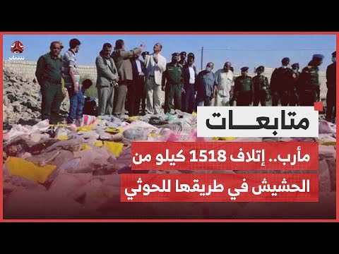 مأرب.. شاهد إتلاف 1518 كيلو من الحشيش المخدر كانت في طريقها للحوثيين بصنعاء