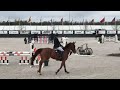 Show jumping horse 5yo Vagrant Z x Quickfeuer