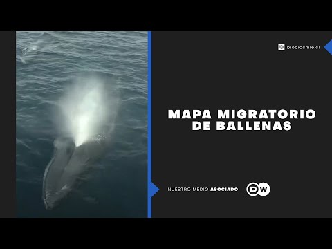 Mapa migratorio de ballenas