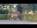 Dressage horse Prachtige 3 jarige ruin Desperado x Ferro
