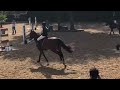 حصان القفز Te koop: talentvolle 4jarige springruin
