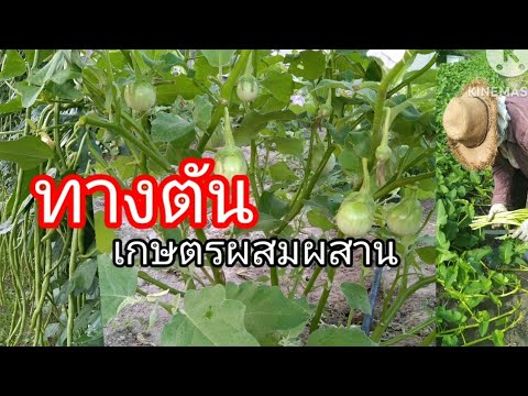 ทางตันเกษตรผสมผสาน