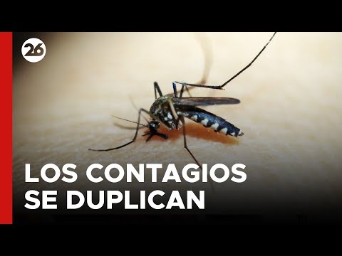 ARGENTINA - EN VIVO | Se duplican los contagios de dengue en Buenos Aires