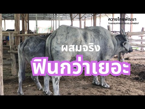 ควายไทยพัฒนา Thai Buffalo Development ผสมจริงฟินกว่าเยอะ