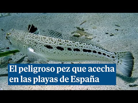 El peligroso pez que se esconde en la arena de las playas españolas y qué hacer si te lo encuentras