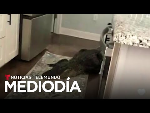 Video del día: Escuchó ruidos en su cocina pero no era un ladrón sino un caimán de siete pies