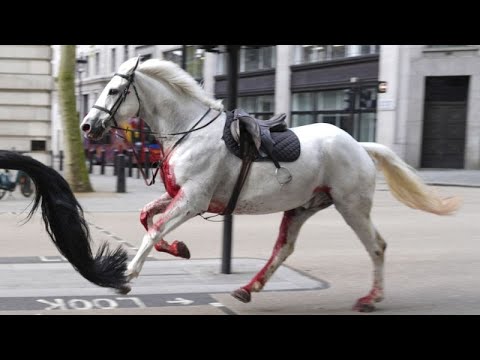 Varios caballos militares se desbocan en Londres hiriendo a cuatro personas
