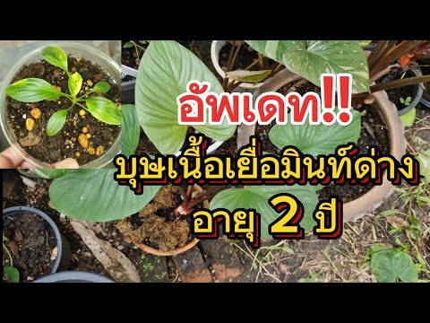 อัพเดทบุษเนื้อมิ้นท์ด่างอายุ2ป