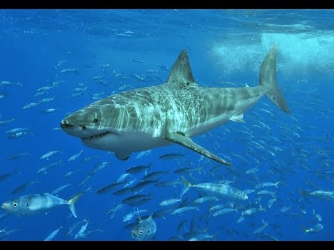 Why Are Scientists Trying To Make Fake Shark Skin?, Innovation