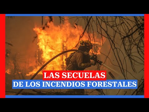 Incendios forestales: Las secuelas de la catástrofe de Viña del Mar