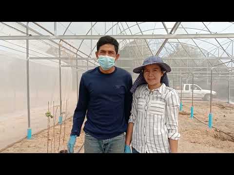 การปลูกองุ่น-ในโรงเรือน-EP-5.- การปลูกองุ่น-ในโรงเรือน-EP-5.-