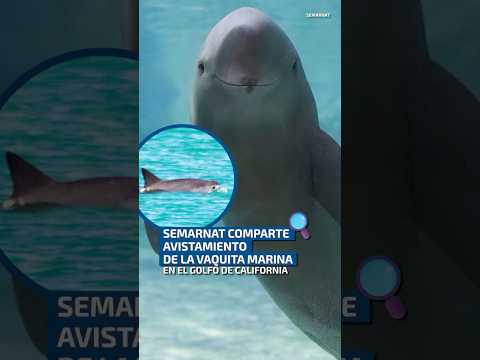 SEMARNAT comparte video de la vaquita marina en el Golfo de California.