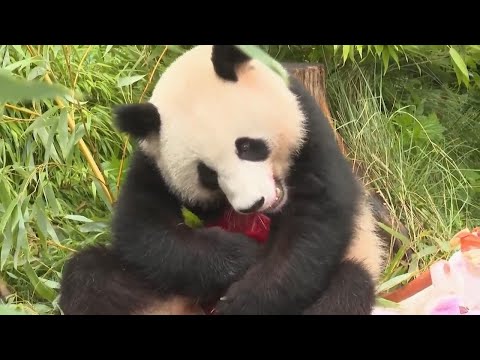 First German-born pandas celebrate their fourth birthday ahead of expected return to China