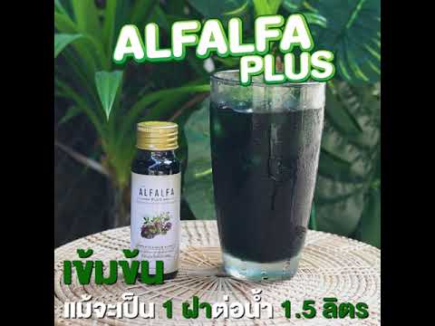 AlfalfaPlusคลอโรฟิลล์น้ำสูตร