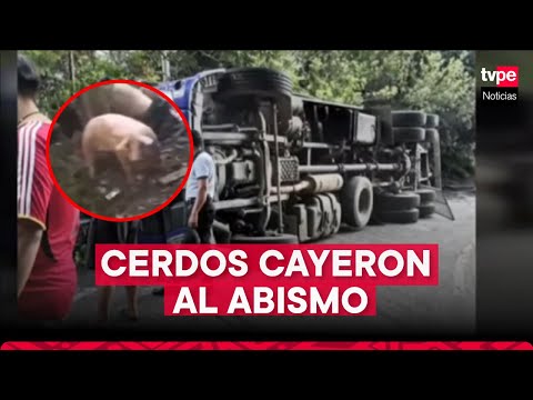 San Martín: camión que transportaba cerdos volcó en la carretera Interoceánica