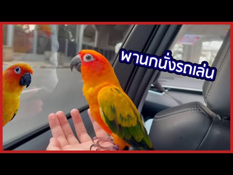 พานกแก้วนั่งรถเล่น-ตื่นเต้นจนพ พานกแก้วนั่งรถเล่น-ตื่นเต้นจนพ