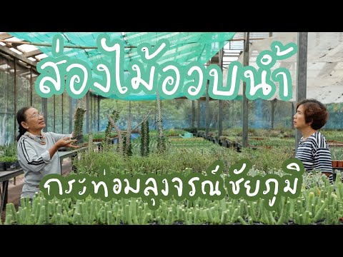 ไปดูไม้อวบน้ำในโรงเรือน-กระท่อ ไปดูไม้อวบน้ำในโรงเรือน-กระท่อ